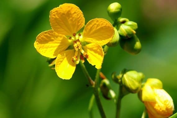 ดอกขี้เหล็ก ดอกไม้ประจำโรงเรียน